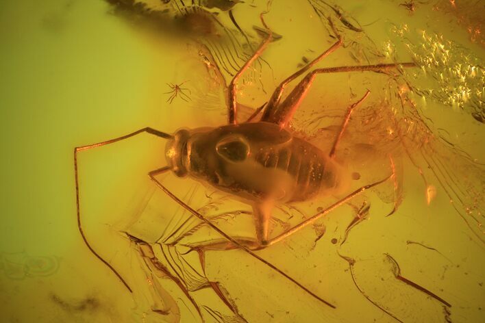 Detailed Fossil Heteroptera & Diptera In Baltic Amber #94057